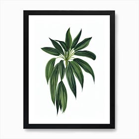 Bat Flower (Tacca Chantrieri) Watercolor Art Print