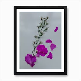 Objects Pink Rose Petals Photoline, man made not Ai Art Print