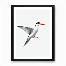 Common Tern B&W Pencil Drawing 2 Bird Art Print