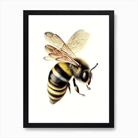 Sting Bee 3 Vintage Art Print