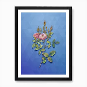 Vintage Mossy Pompon Rose Botanical Art on Blue Perennial n.1941 Art Print
