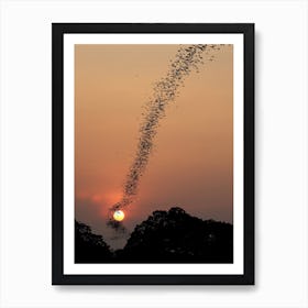 Bat Swarm At Sunset Art Print