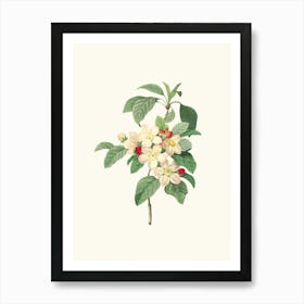 Antique Vintage Flower Illustration - Pink White Art Print