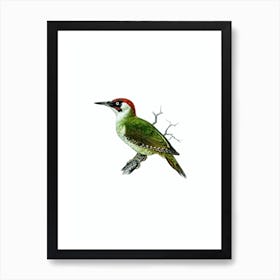 Vintage European Green Woodpecker Bird Illustration on Pure White n.0133 Art Print