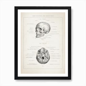 Vintage Brockhaus 3 Anatomie Schädel Art Print