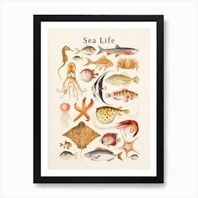 Sea Life Collection Art Print