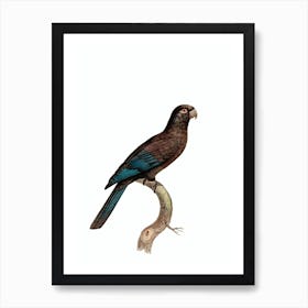 Vintage Black Lesser Vasa Parrot Bird Illustration on Pure White Art Print