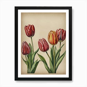 Tulips 3 Art Print