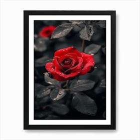 Dark Rose 76 Art Print