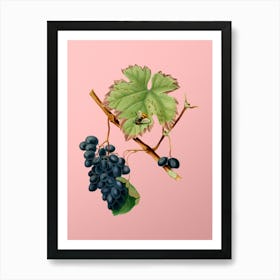 Vintage Barbera Grape Botanical on Soft Pink n.0352 Art Print