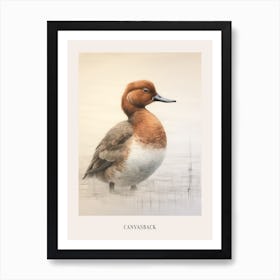 Vintage Bird Drawing Canvasback 3 Poster Art Print