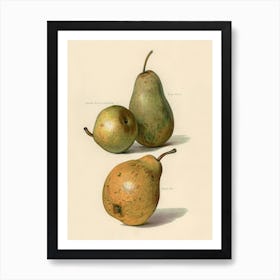 Vintage Illustration Of Beurre Dance, Beurre Diel, Summer Beurre D Aremberg Pears, John Wright Art Print