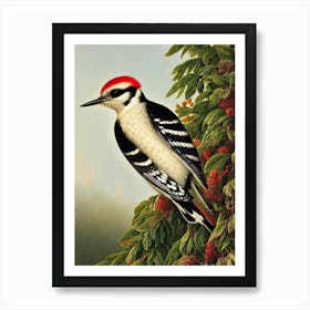 Woodpecker Haeckel Style Vintage Illustration Bird Art Print