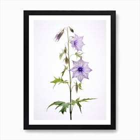 Pressed Wildflower Botanical Art Tall Bellflower 3 Art Print