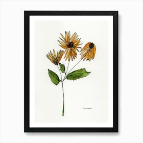 3 Daisies Art Print