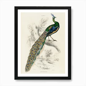 Peacock By Person Art Print