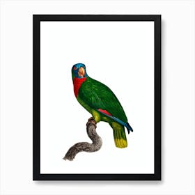 Vintage Red Necked Amazon Parrot Bird Illustration on Pure White Art Print