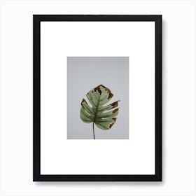 Leaf in Grey Box Art Print