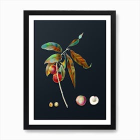 Vintage Apricot Botanical Watercolor Illustration on Dark Teal Blue n.0416 Art Print