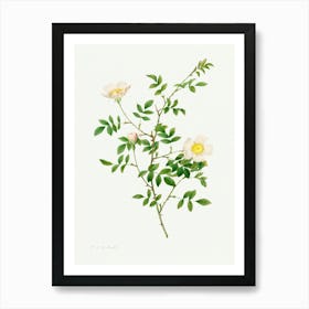 Brier Bush Rose Or Dog Rose, Pierre Joseph Redoute Art Print
