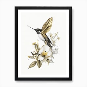 Buff Bellied Hummingbird Vintage Gold & Black Art Print