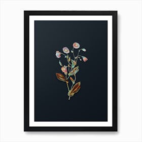 Vintage Captain Mangle's Rhodanthe Botanical Watercolor Illustration on Dark Teal Blue n.0410 Art Print