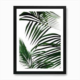 Palm Leaves On A White Background Art Print