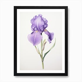 Irises Flower Vintage Botanical 2 Art Print