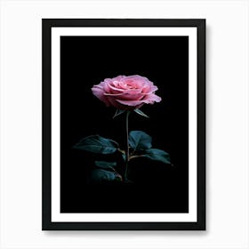 Pink Rose On Black Background 20 Art Print