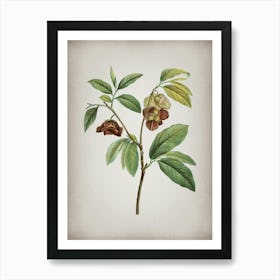 Vintage Papaw Tree Branch Botanical on Parchment n.0552 Art Print