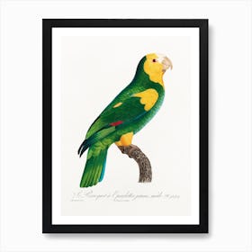 The Yellow Shouldered Amazon From Natural History Of Parrots, Francois Levaillant 1 Poster