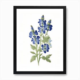 Speedwell Wildflower Vintage Botanical 2 Art Print