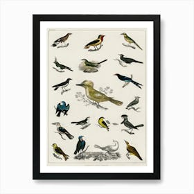 Collection Of Various Birds,  Oliver Goldsmith    Póster