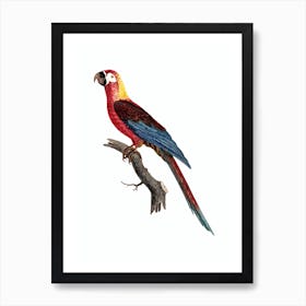 Vintage Cuban Red Macaw Bird Illustration on Pure White n.0029 Art Print