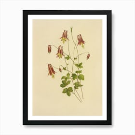 Columbine Art Print