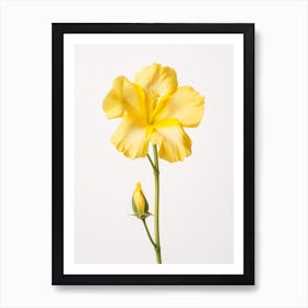 Pressed Wildflower Botanical Art Evening Primrose 2 Art Print