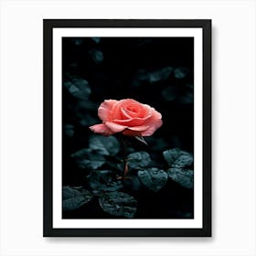 Pink Rose 10 Art Print