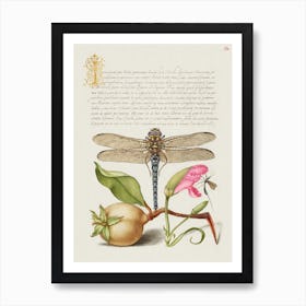 Dragonfly, Pear, Carnation, And Insect From Mira Calligraphiae Monumenta, Joris Hoefnagel Art Print