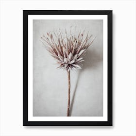 Soft Pink Dried Protea Art Print