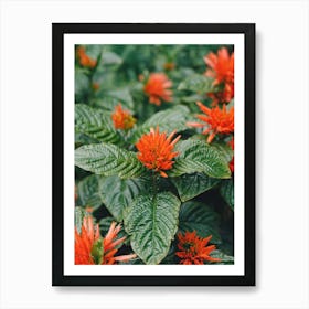 Texas Blooms on Film Art Print