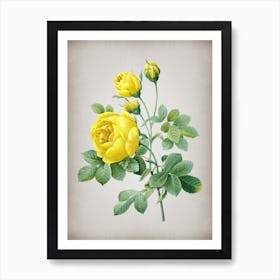 Vintage Yellow Rose Botanical on Parchment n.0694 Art Print
