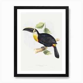 Osculant Toucan Vintage Bird Illustration Art Print