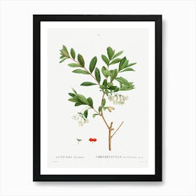 Lonicera Pyrenaica, Pierre Joseph Redoute Art Print