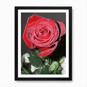 Red Rose And A Green Stem Against A Black And White Background Art Print