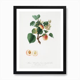 Apricot (Alessandrina Seconda) From Pomona Italiana (1817 - 1839), Giorgio Gallesio Art Print