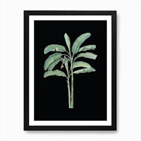 Vintage Banana Tree Botanical Illustration on Solid Black n.0016 Art Print