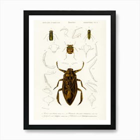 Different Types Of Insects , Charles Dessalines D'Orbigny 1 Art Print