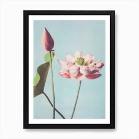 Beautiful Photomechanical Prints Of Lotus Flowers, Ogawa Kazumasa Art Print