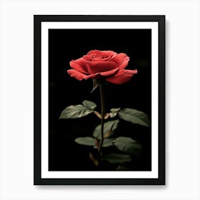 Red Rose On Black Background 78 Art Print