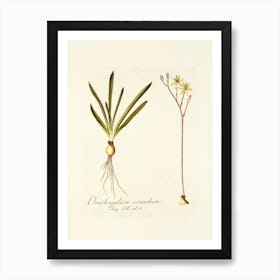 Odontoglossum Art Print